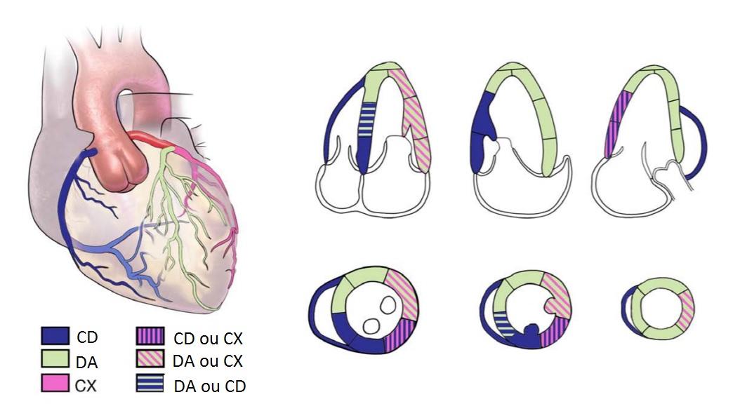 Lavoisier - Teste ergométrico, cintilografia miocárdica, ecocardiograma,  holter, mapa, eletrocardiograma, angiotomografia coronariana, escore de  cálcio e ressonância cardíaca. Aqui no Lavoisier Angélica I você encontra  diversos de exames cardiológicos